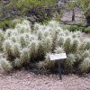 Echinocereus_ brandegeei